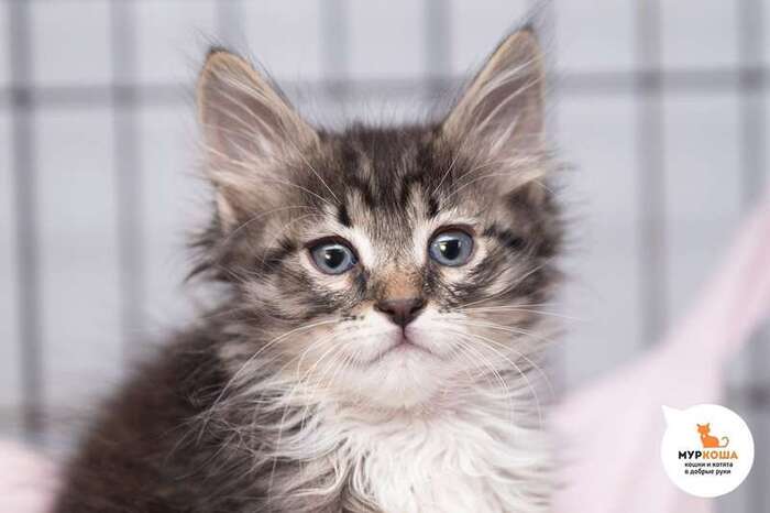 Котёнок Кориандр