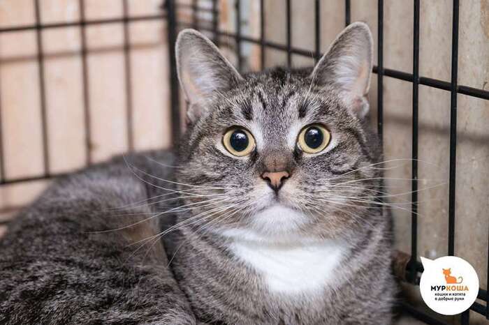 Кошка Окинава