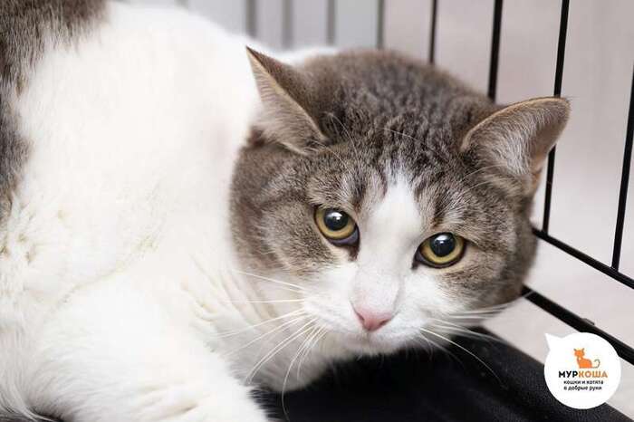 Кошка Пандочка