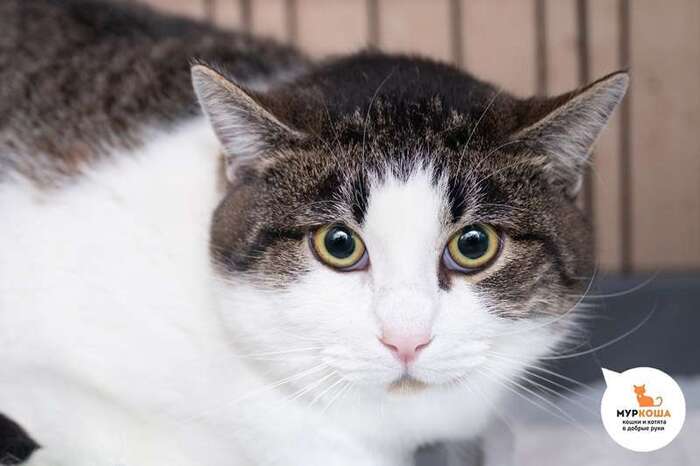 Кот Снегович