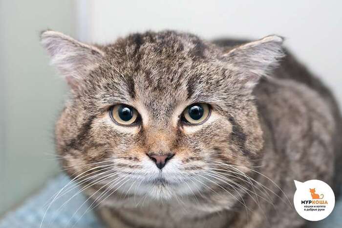 Кот Француз