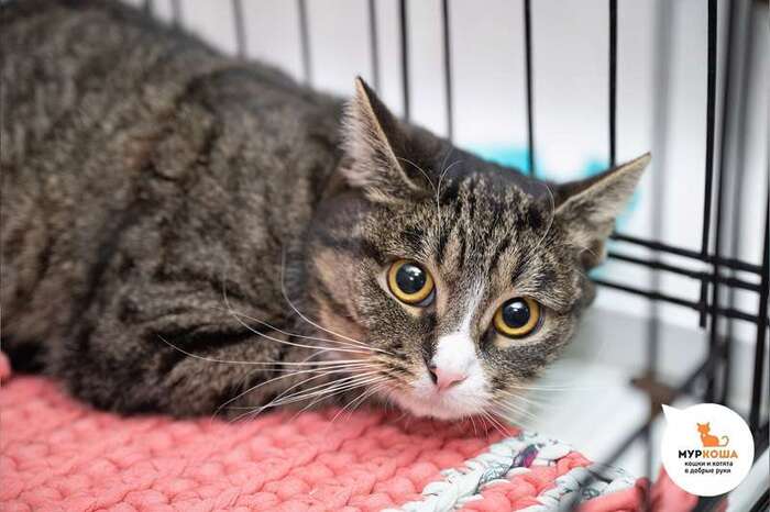 Кошка Чудинка