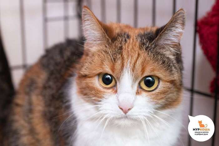 Кошка Эленика