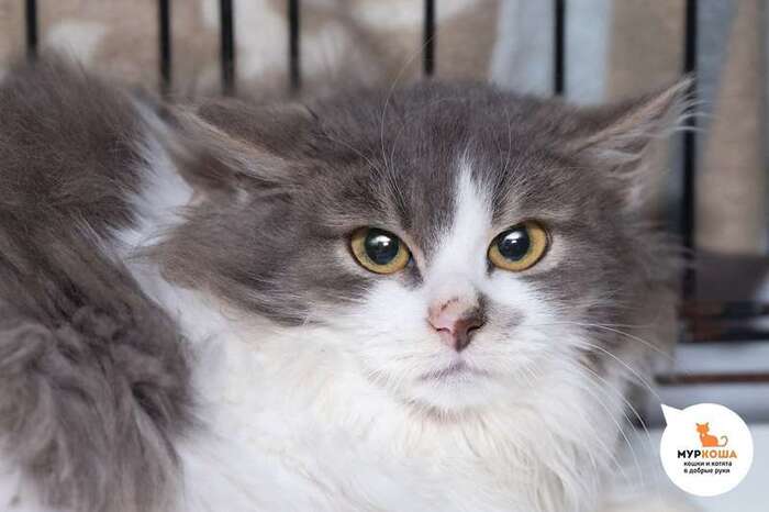 Кот Котауси