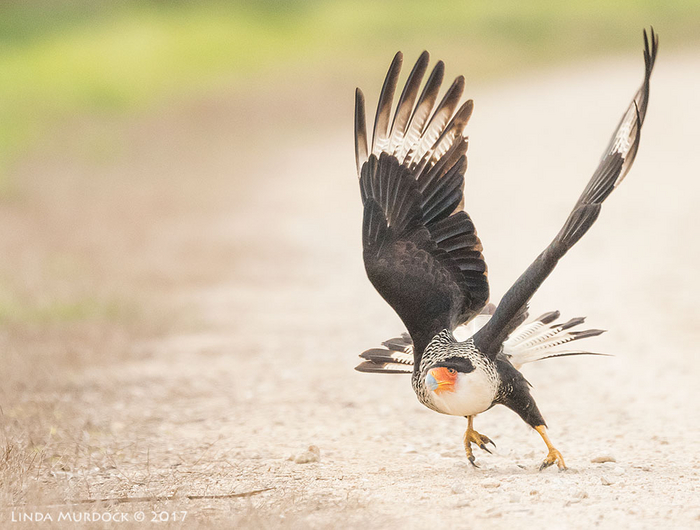 Рожденный ползать летать не может. Зато рожденный летать может стать отличным бегуном! Вот такая несправедливость жизни.