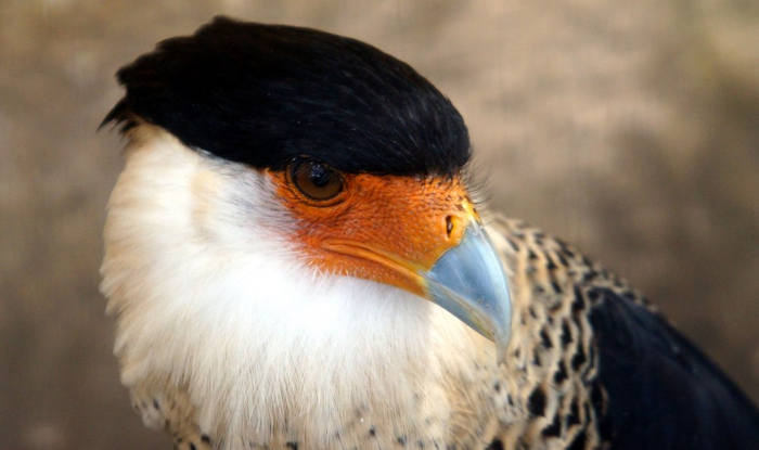 Самый распространённый вид каракар: каракары хохлатые (обыкновенные).