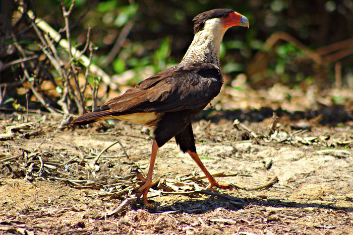 Да он просто моим ногам завидует, вот и ругается!