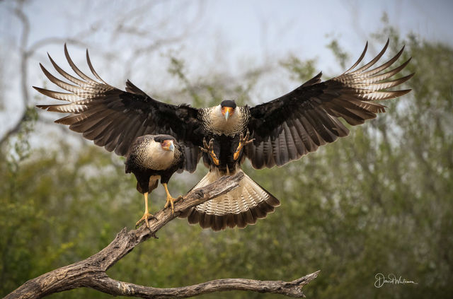 А ещё они летают, чтобы красиво подкатывать к дамочкам!