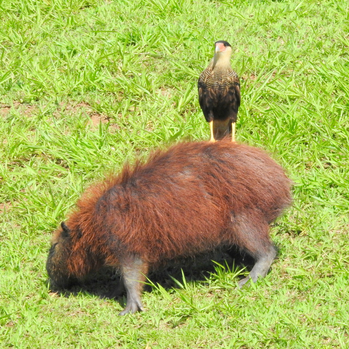 Каракара оценивает, может ли она съесть капибару.