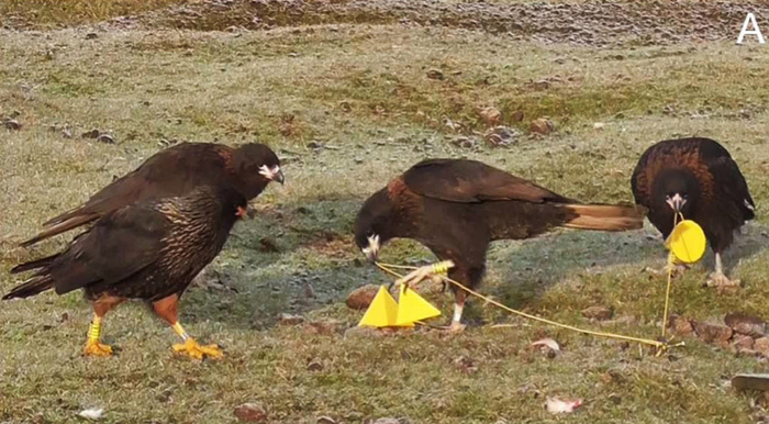 Однажды южным каракарам дали жёлтые пирамидки. И они с большим удовольствием развлекались с новыми игрушками.
