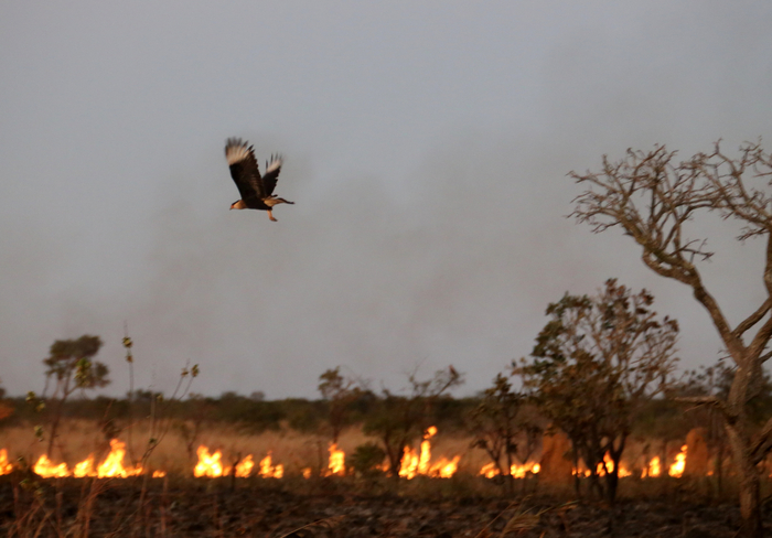 А ещё каракары умеют извлекать выгоду из пожаров. Они передвигаются вслед за огневым фронтом и поедают раненных и погибших животных.