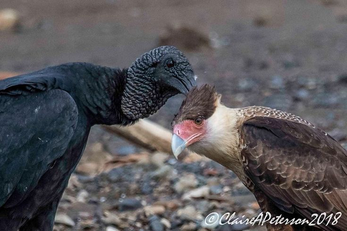 Фотографы запечатлели очень милую сцену: как черный гриф и каракара вычесывали друг друга. Птицы делали это на протяжении трех минут. Считается, что такой вид общения помогает наладить отношения между двумя видами, чтобы кооперироваться еще успешнее.