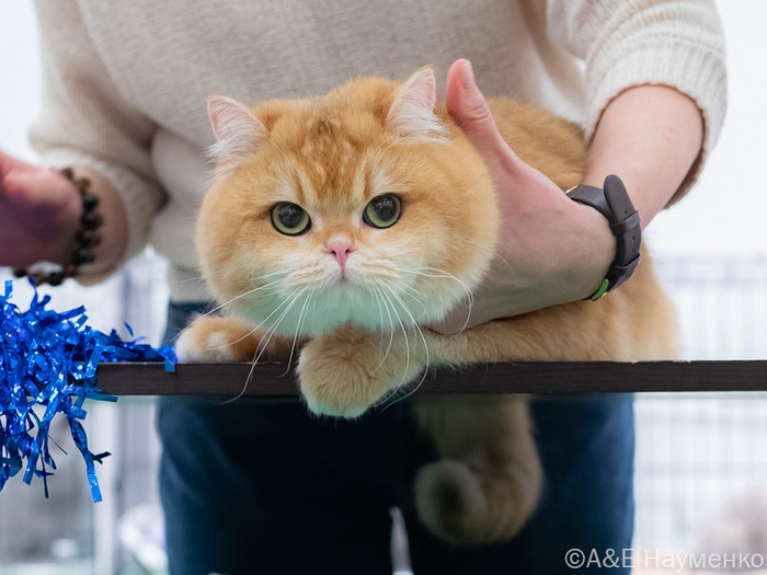   ,    - BOS SH   .    .