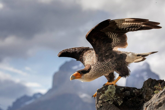 Стоп, а кто разговаривал всё это время у меня в голове?