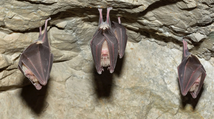 Как летучие мыши рожают вверх ногами? Процесс покруче некоторой фантастики! Летучая мышь, Животные, Дикие животные, Яндекс Дзен, Яндекс Дзен (ссылка), Длиннопост, Рукокрылые Как летучие мыши рожают вверх ногами? Процесс покруче некоторой фантастики! Летучая мышь, Животные, Дикие животные, Яндекс Дзен, Яндекс Дзен (ссылка), Длиннопост, Рукокрылые