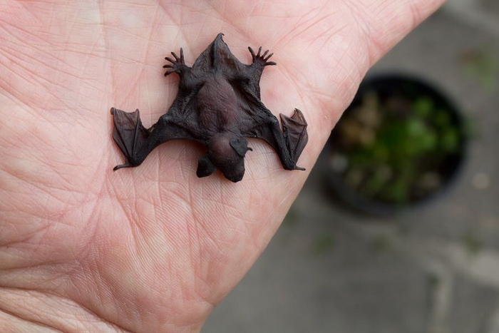 Как летучие мыши рожают вверх ногами? Процесс покруче некоторой фантастики! Летучая мышь, Животные, Дикие животные, Яндекс Дзен, Яндекс Дзен (ссылка), Длиннопост, Рукокрылые Как летучие мыши рожают вверх ногами? Процесс покруче некоторой фантастики! Летучая мышь, Животные, Дикие животные, Яндекс Дзен, Яндекс Дзен (ссылка), Длиннопост, Рукокрылые