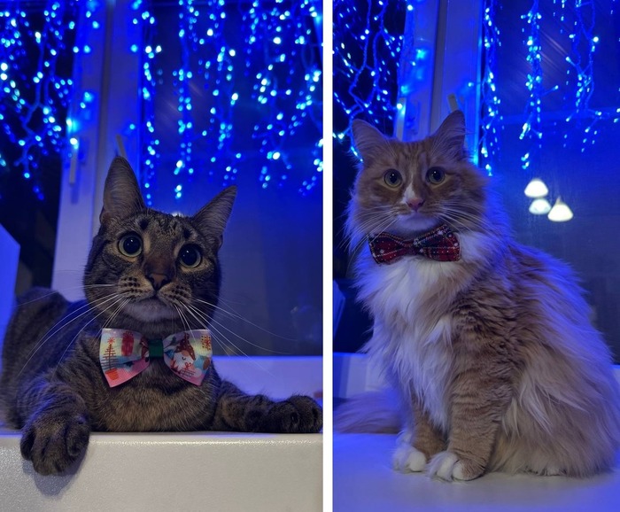     11.02.2024   8 ,     21.03.2024   10 