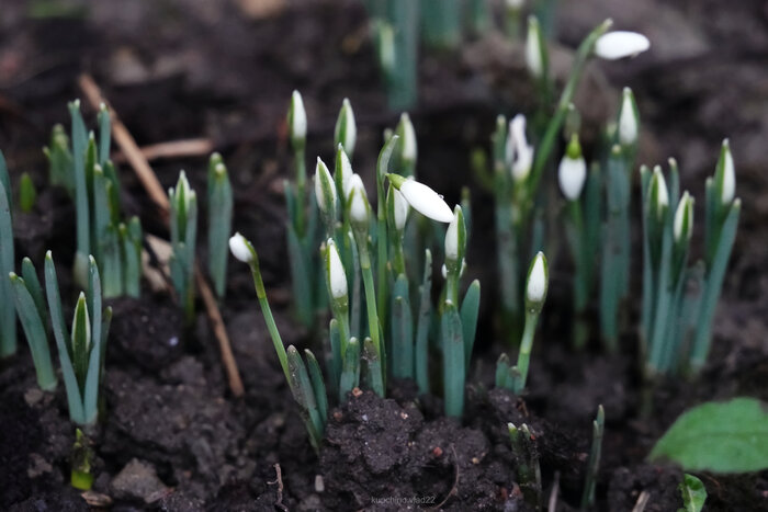 В Петербурге +6 градусов, моросящий дождь, зацвели подснежники 30 января