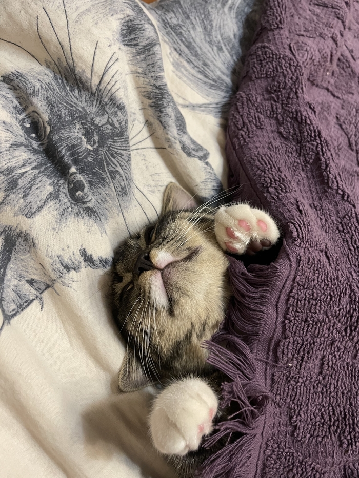 Милейшее создание