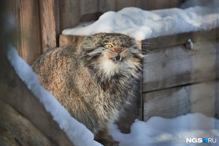 Хе-хе, а ты вкусный
