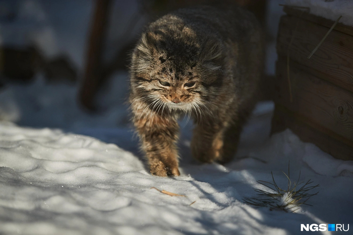 Дедуля Караганда