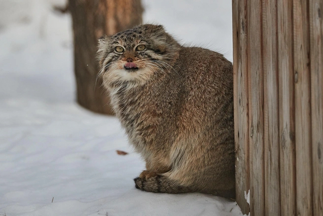 Хорошо кормят