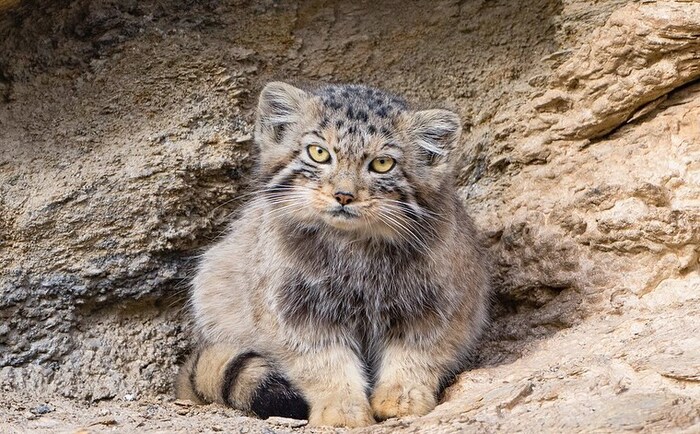 Молодой манул греется на солнышке