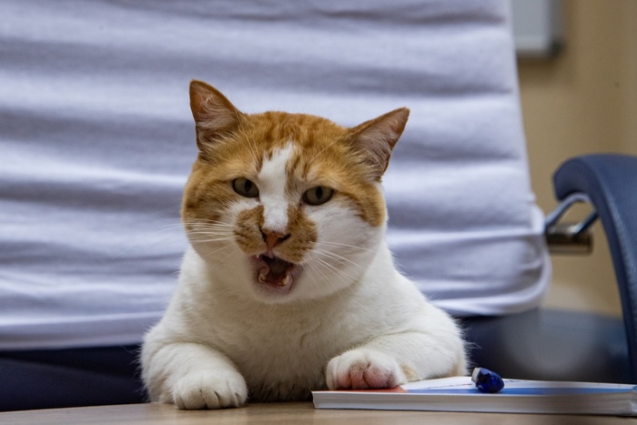 Здоровые зубы - это важно!