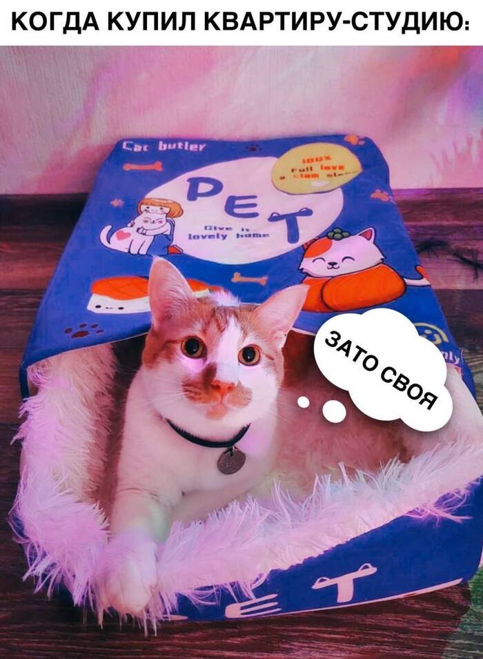 Обнаружен самый удобный домик для кошек