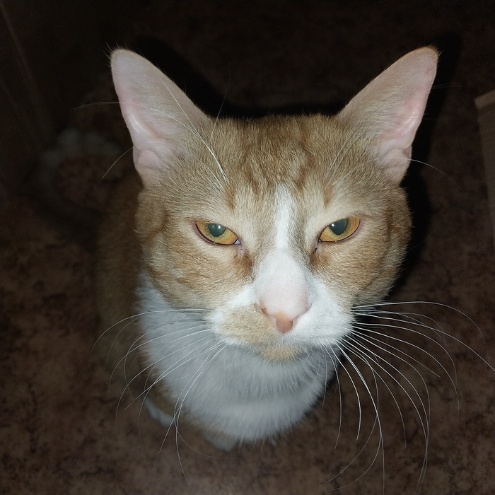 Я вижу твой внутрений мир! Кошки и Коты правят миром😈