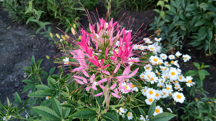  ������ (Cleome)