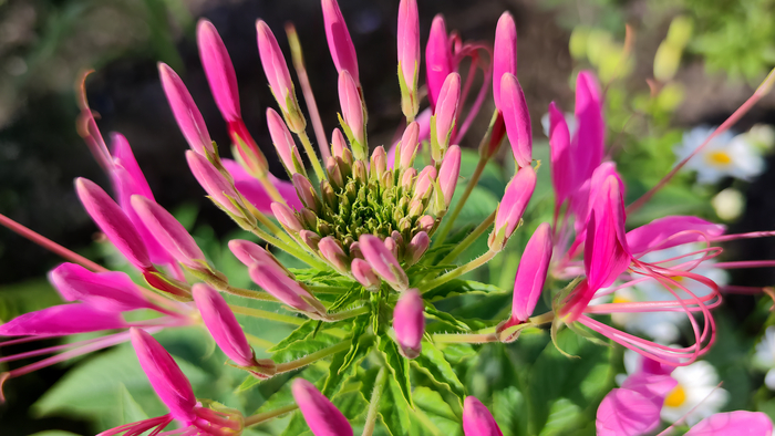 ������ (Cleome)