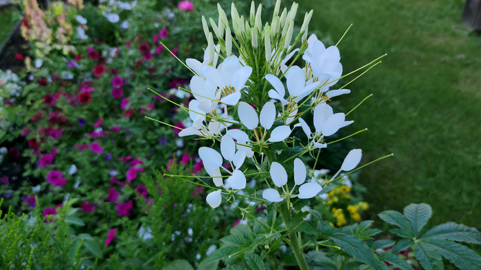 ������ (Cleome)