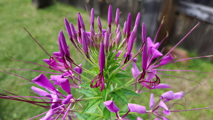 ������ (Cleome)