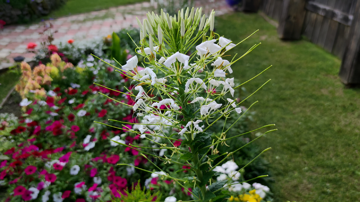������ (Cleome)