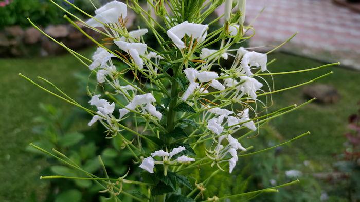 ������ (Cleome)
