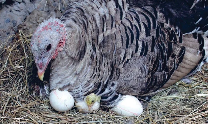 Почему вы никогда не увидите яйца индеек на прилавках? Индейка, Яйца, Птицы, Яндекс Дзен, Яндекс Дзен (ссылка), Длиннопост