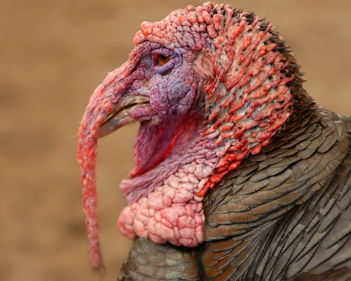 Почему вы никогда не увидите яйца индеек на прилавках? Индейка, Яйца, Птицы, Яндекс Дзен, Яндекс Дзен (ссылка), Длиннопост