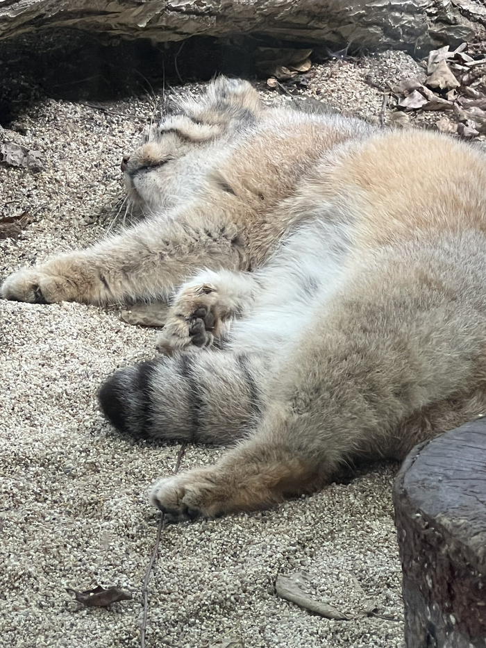 Здоровый сон после плотного обеда