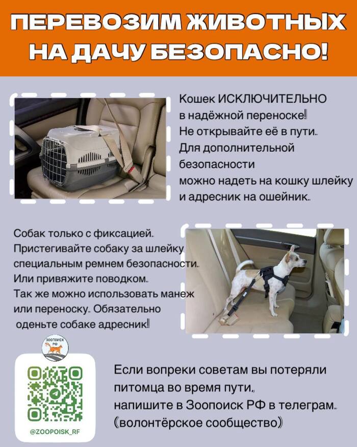 Канал «Зоопоиск РФ» помогает найти потерянных при перевозке животных