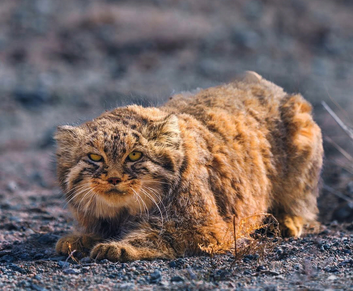Только дернись