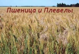 Зерна и плевелы