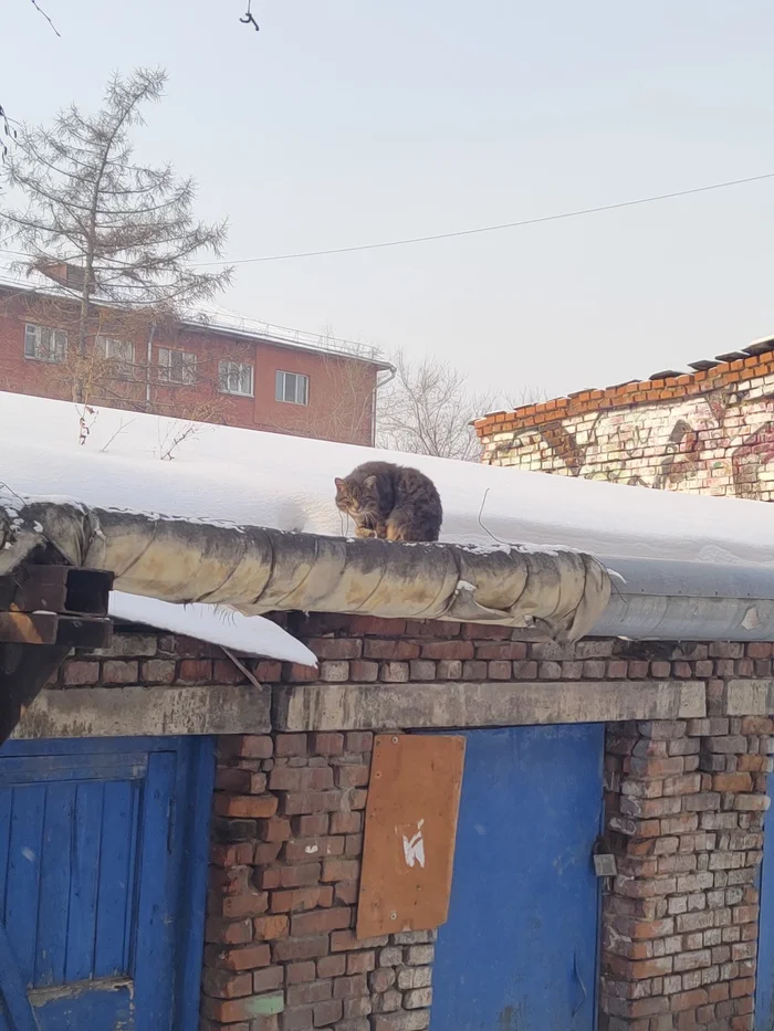 Котька - Милота, Бездомные животные, Улица, Кот, Моё