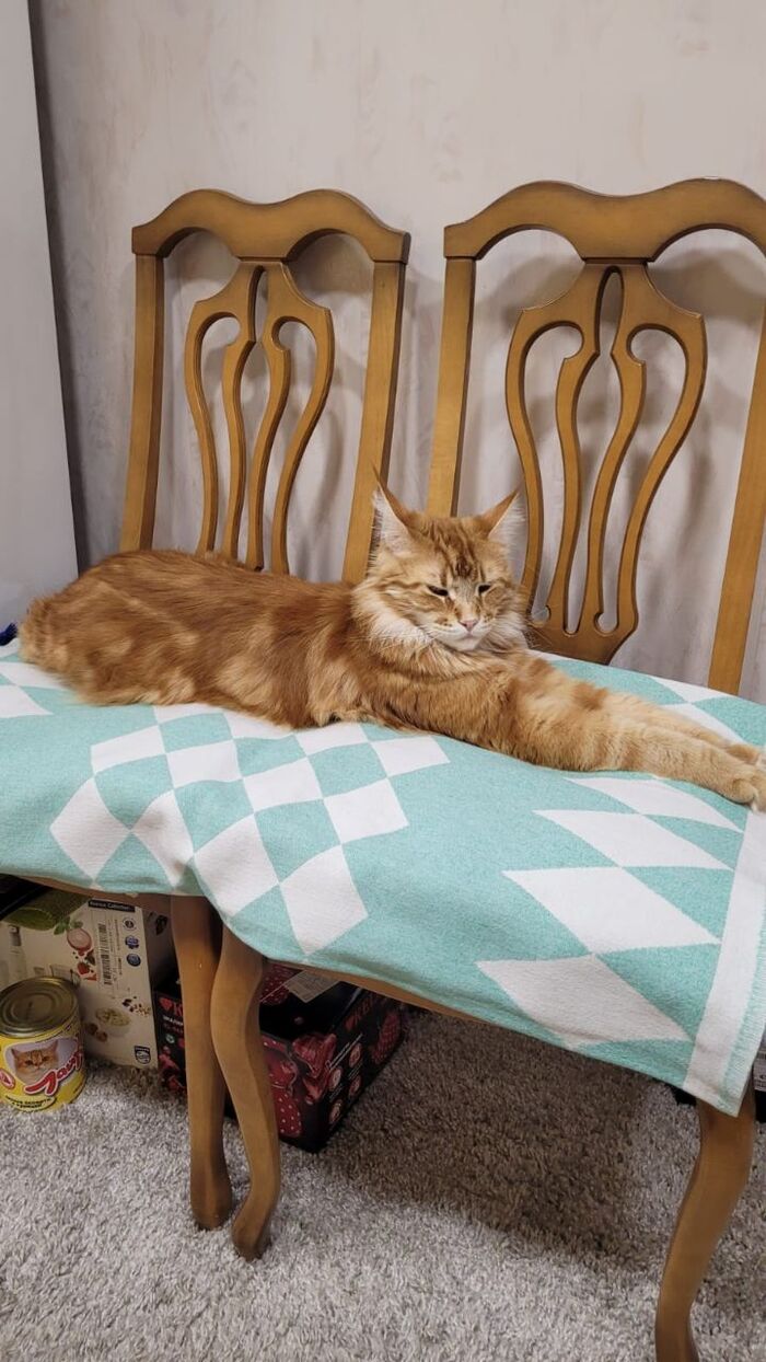 А вот Вам и мой надменный кот