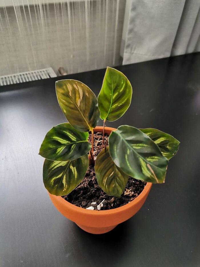 Калатея Макоя