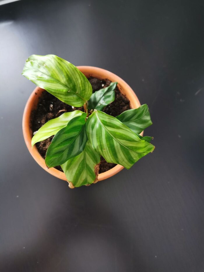 Калатея Фредди