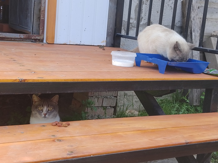 Оба вместе)