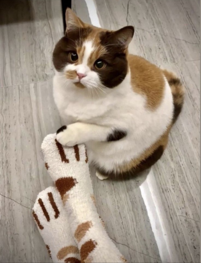 :  ". ()"  7703380158