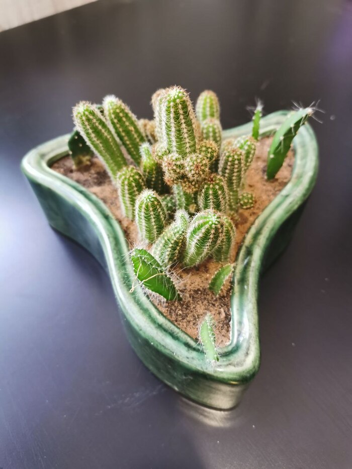 Микс кактусов в треугольном горшке