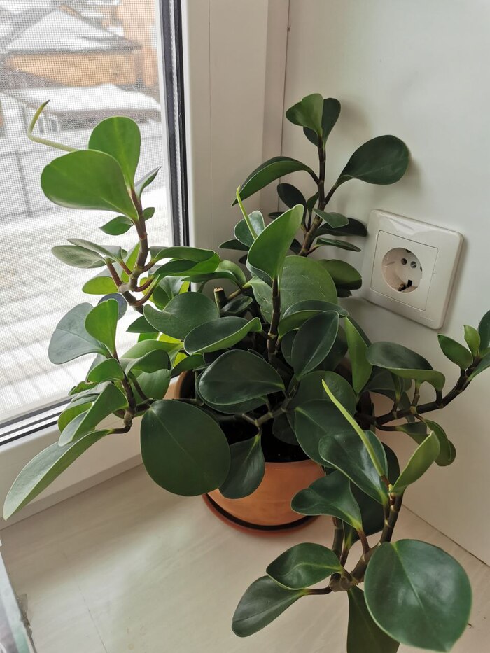 Пеперомия туполистная